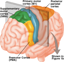 A diagram of the structure of the human brain