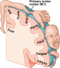A diagram of the anatomy of the head and neck