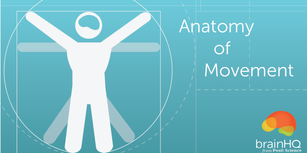 The Anatomy Of Movement
