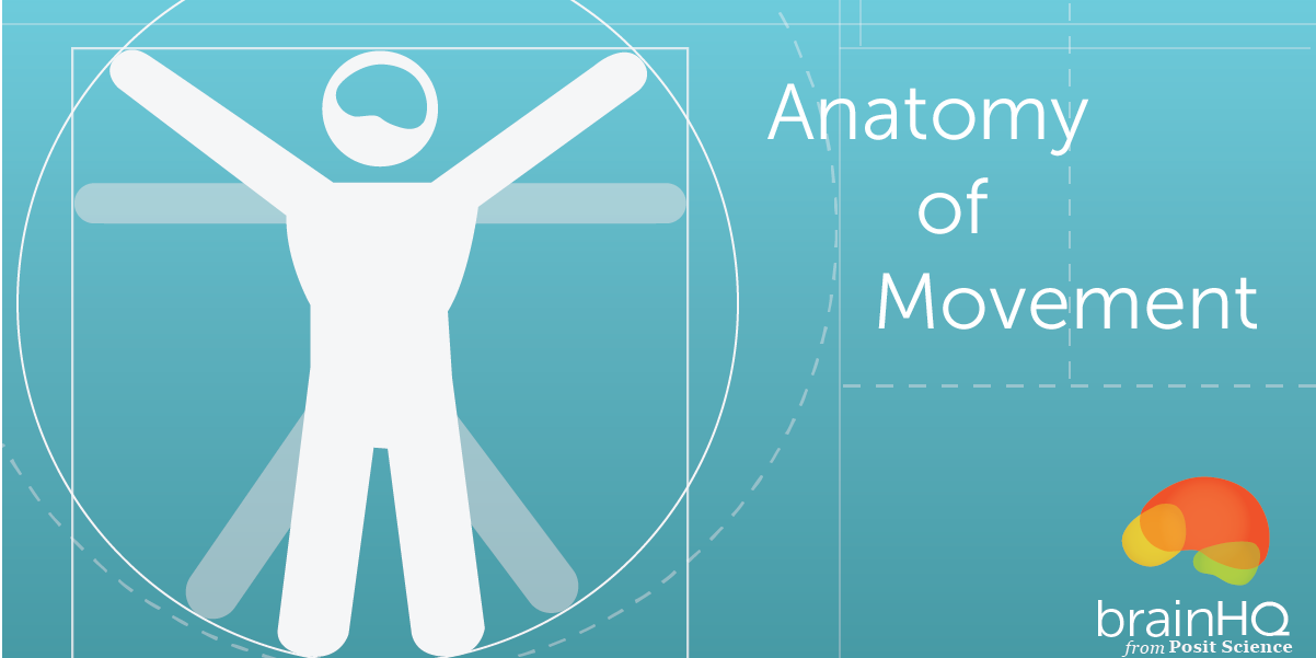 anatomyOfMovement-1-1202×601-1 The anatomy of a man with his hands up