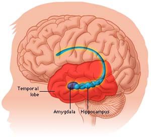 A diagram of the human brain