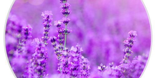 stories-barbara A round picture of a field of lavender flowers