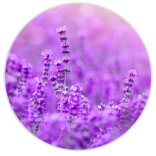 A round picture of a field of lavender flowers