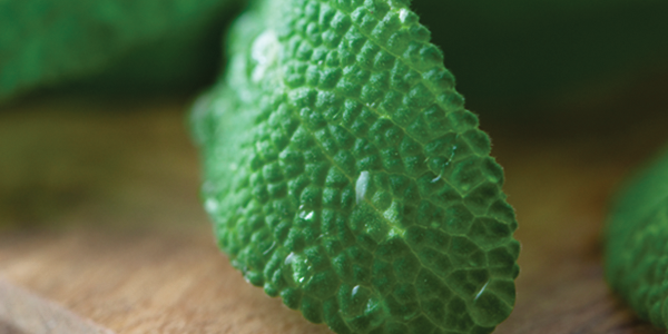 A close up of green leaves on a wooden surface