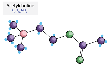 acetylcholine
